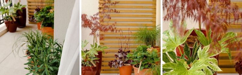 Plantes pour balcon