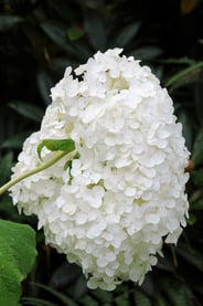 362-Hortensia_Annabelle