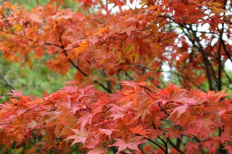 Acer-Palmatum-Ozakasuki