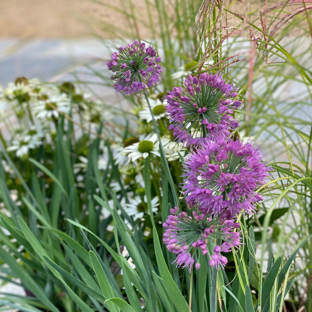 Allium-Lavender-Bubbles