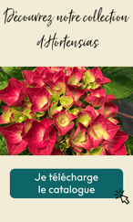 Aplat-Hortensias-V2