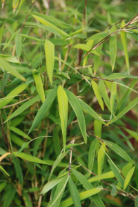 Bambou-Angustissima