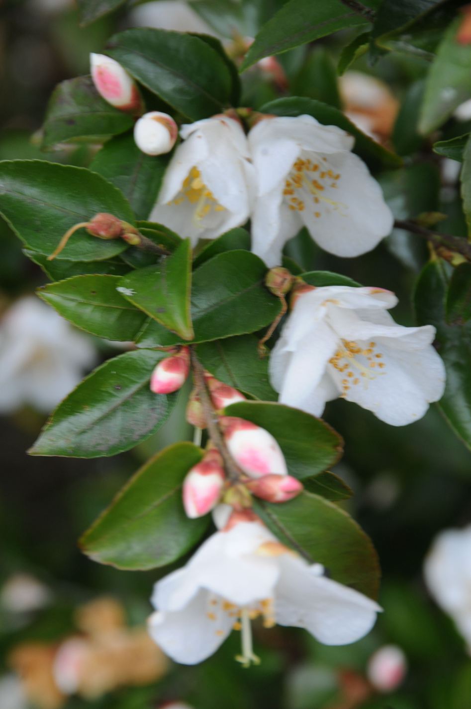 Camellia-transnokoensisDSC_6331