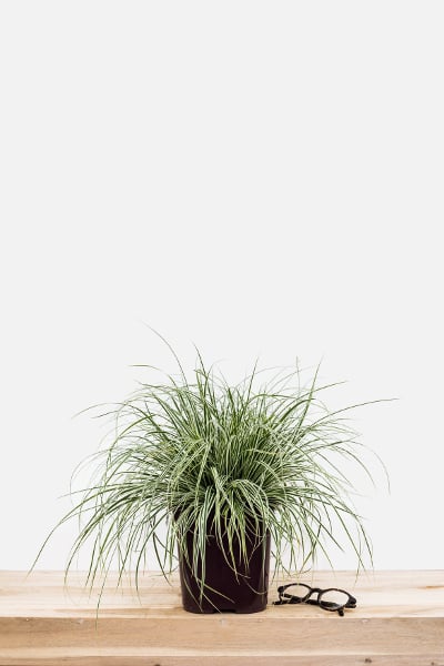 Carex_Everest_pot_de_3_litres2