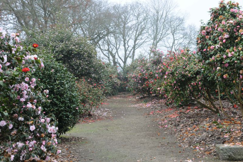 Chemin-de-Camelias