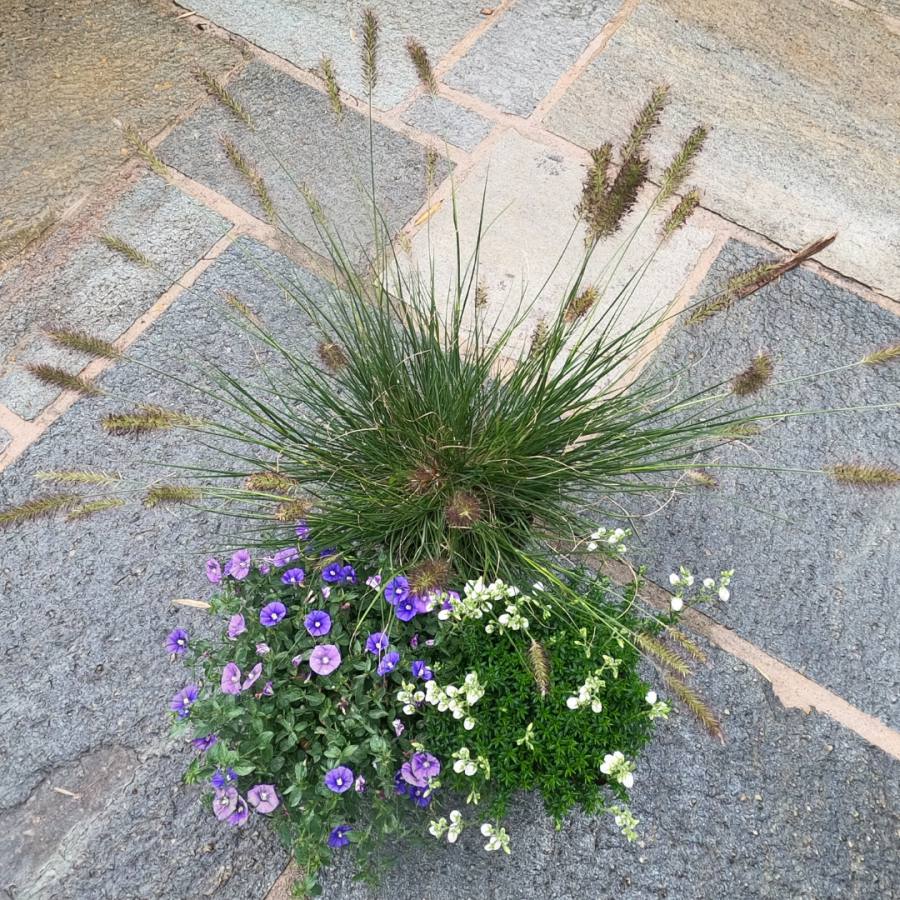 Composition de plantes couvre-sols plein soleil