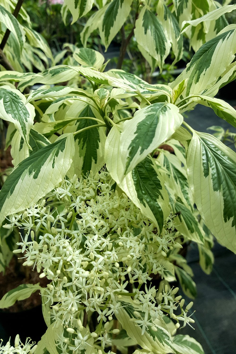 Cornus-Variégata-1