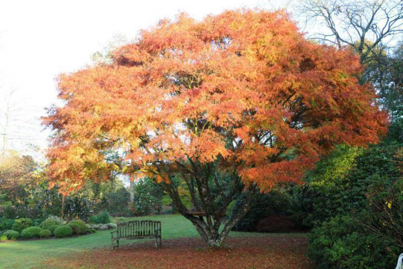 Erable-Seyriu-en-jardin-automne