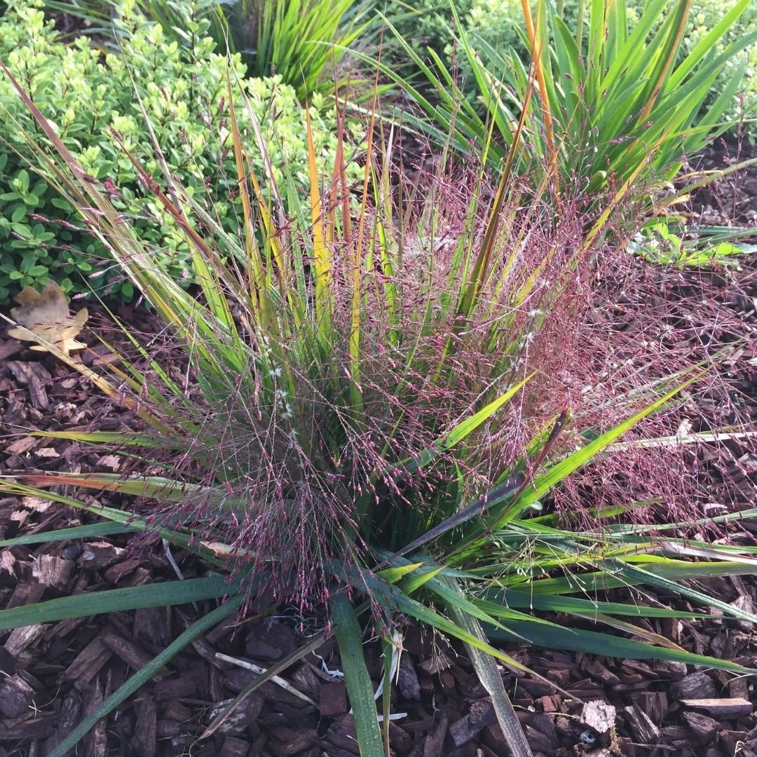 Eragrostis-Purple-Love-Grass