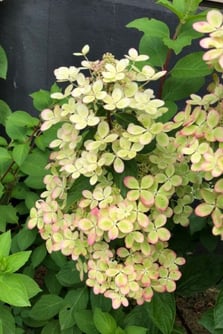 HYDRANGEA-paniculata-Pastelgreen-2-IMFG