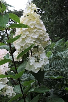 HYDRANGEA-paniculata-Phantom