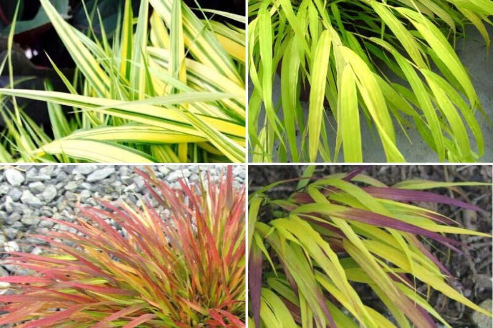 Hakonechloa-IMFG