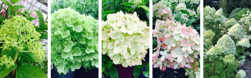 Hortensia Little Lime