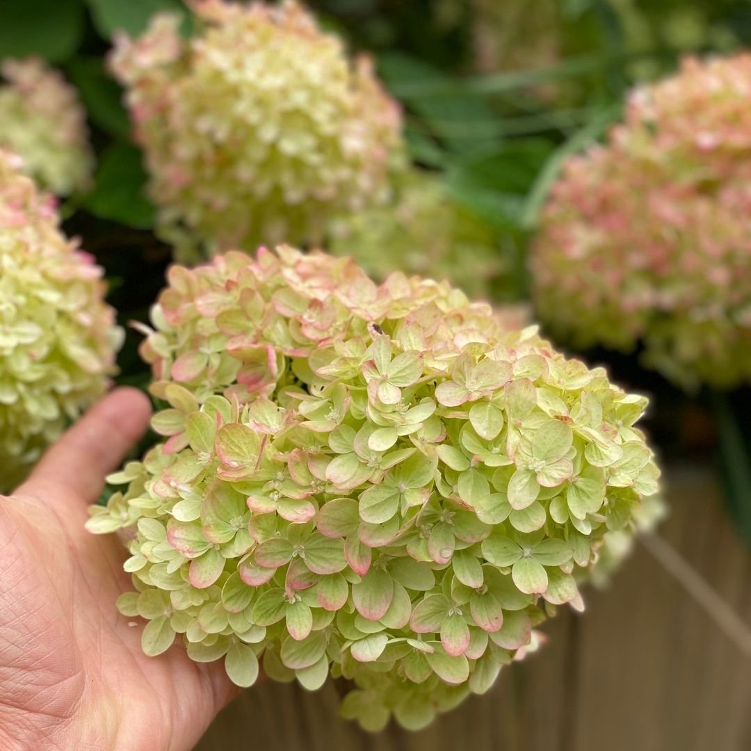 Hortensia-Little-Lime