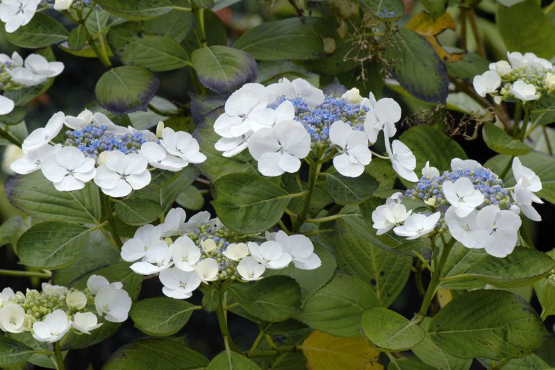 Hortensia-fleur-plate-blanche