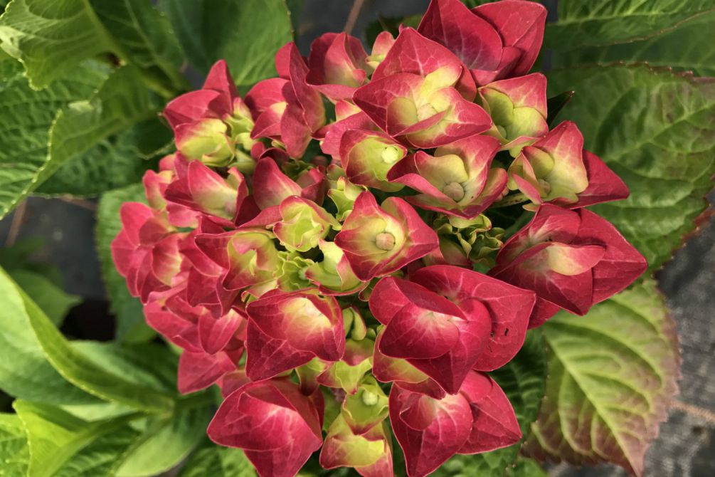 Hortensia-rembrandt-Rosso-Glory-IMG_4268-1