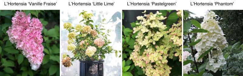Hortensias paniculata