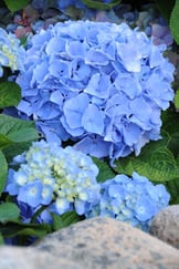 Hydrangea-bleu-fleur-rondeDSC_2368