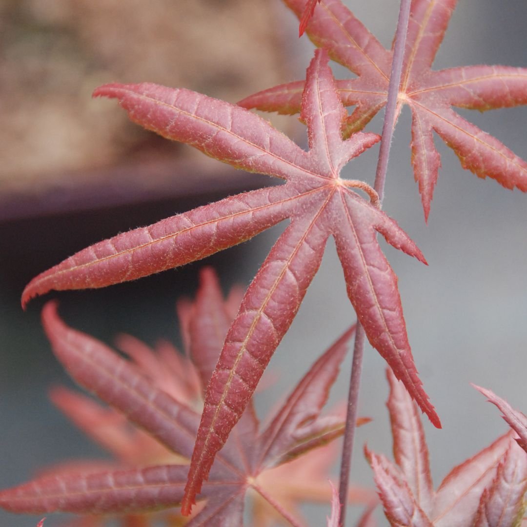 IMFG-Guenole-Savina-Acer-palmatum-starfish