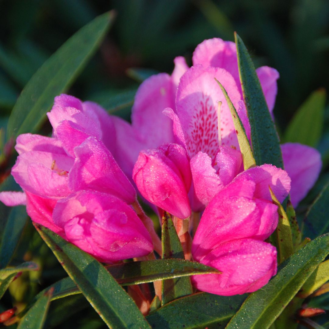 IMFG-Rhododendron-graziella