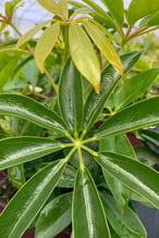 Schefflera-arboricola