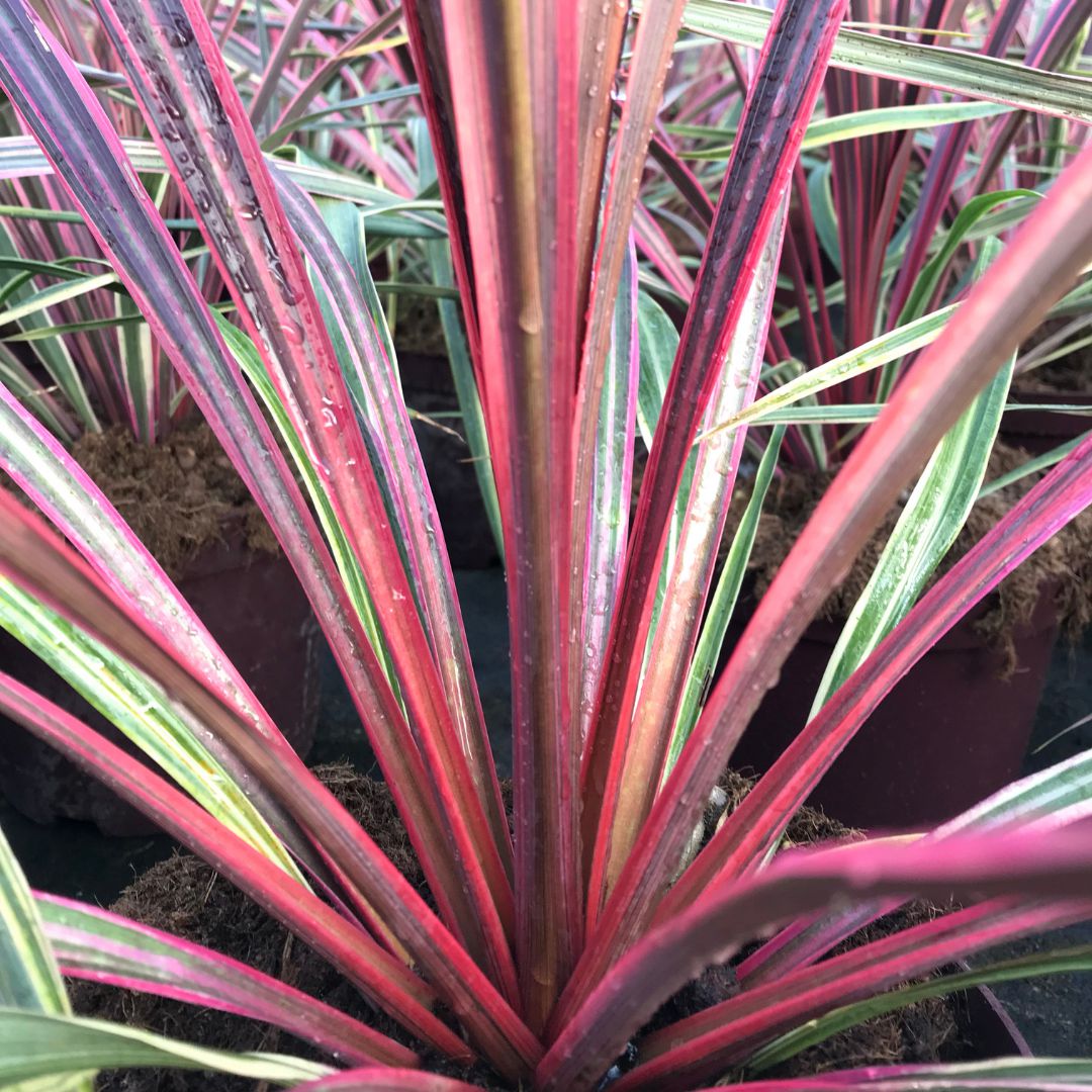 IMFG-cordyline-can-can