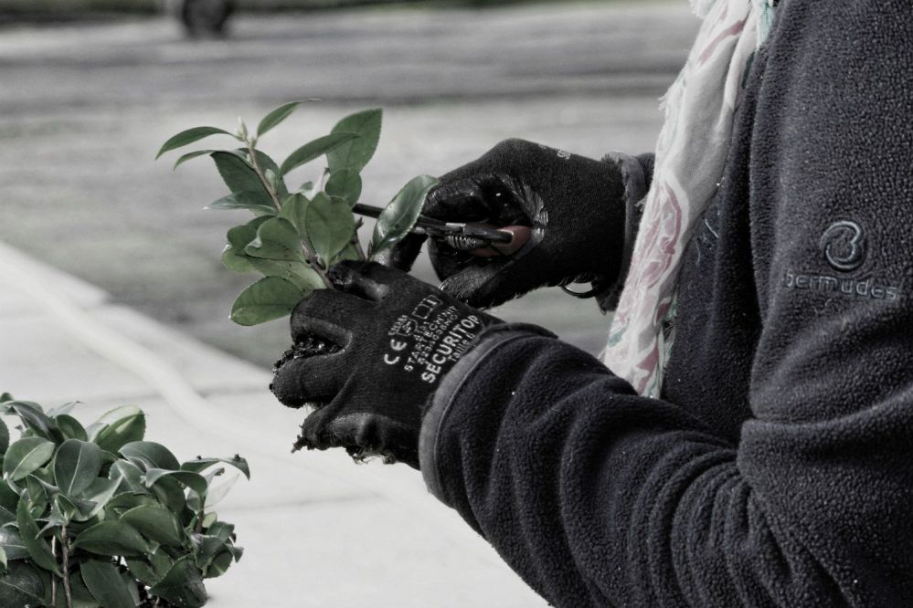 Jeune-plants-de-Camélia