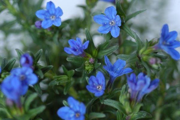 Lithodora-Heavenly-blue_0110