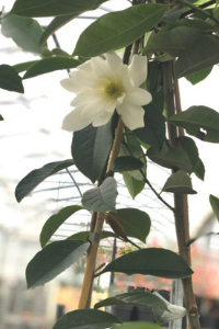 Magnolia-Fairy-White