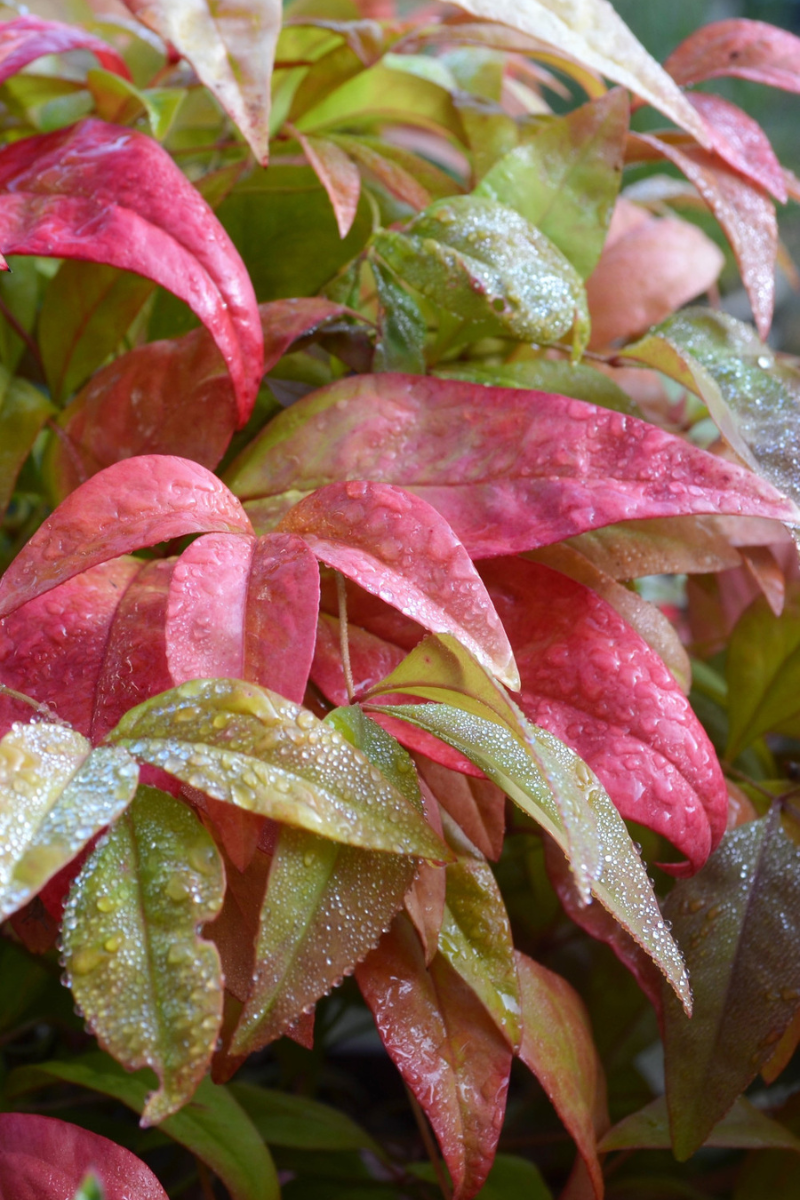 Nandina blush pink