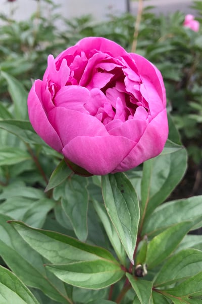 Pivoine-Margaret-Truman-IMG_3868