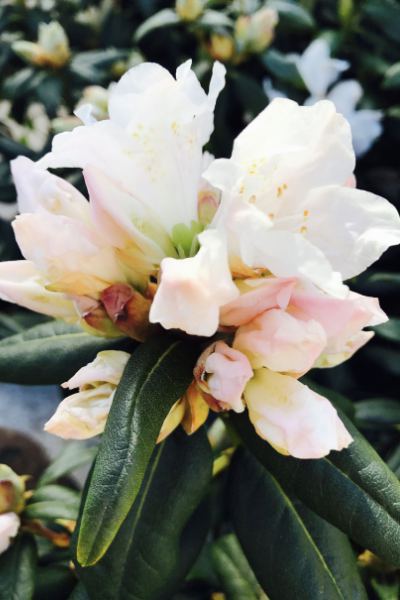 Rhododendron-Dora-amateis
