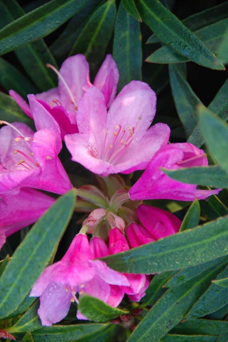 Rhododendron-Graziella-DSC_2198-1