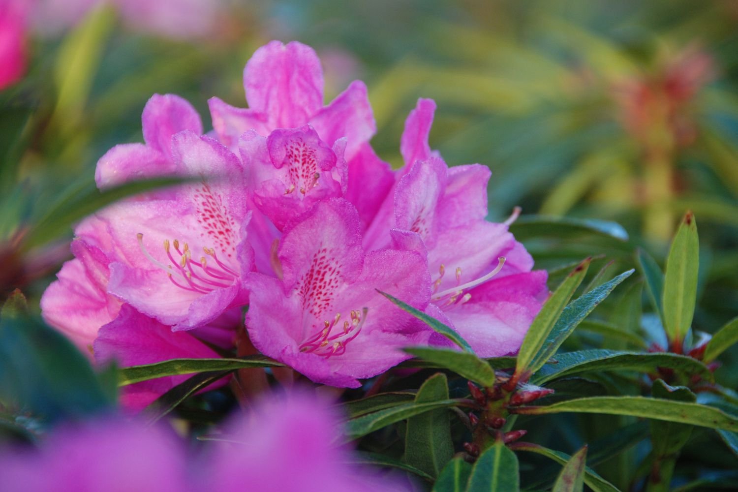 Rhododendron-Graziella