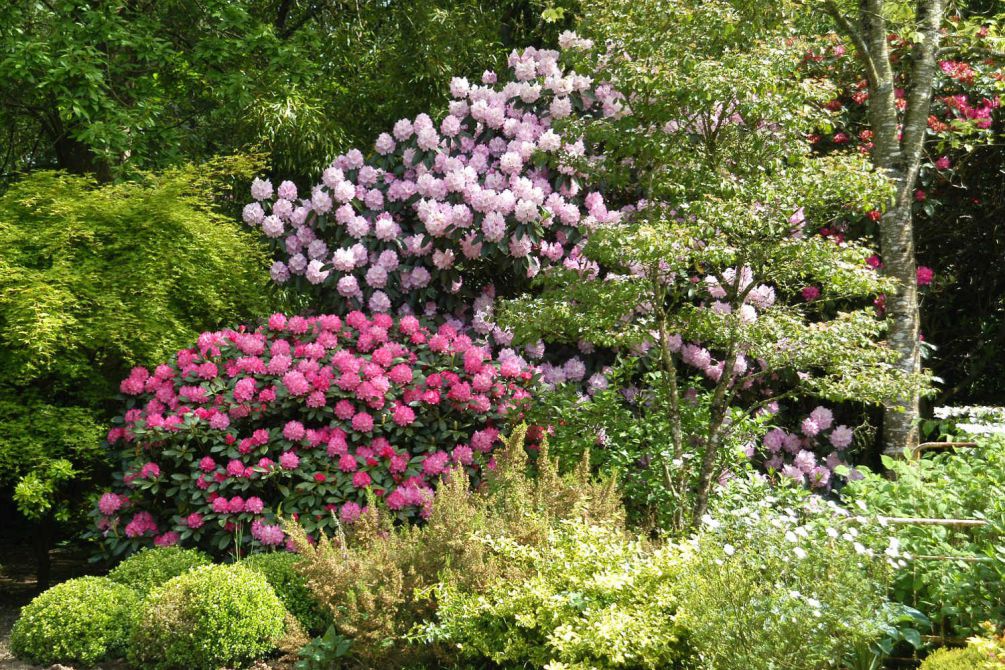 Rhododendron-en-jardin-DSC_0939