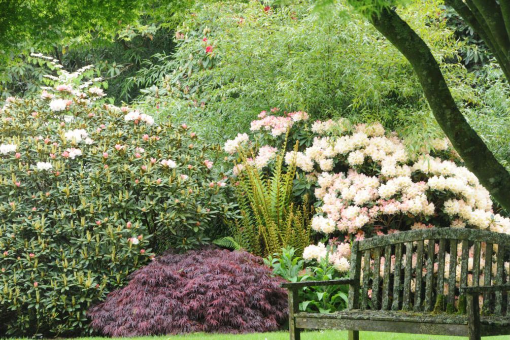 Rhododendron-en-jardin-DSC_2267