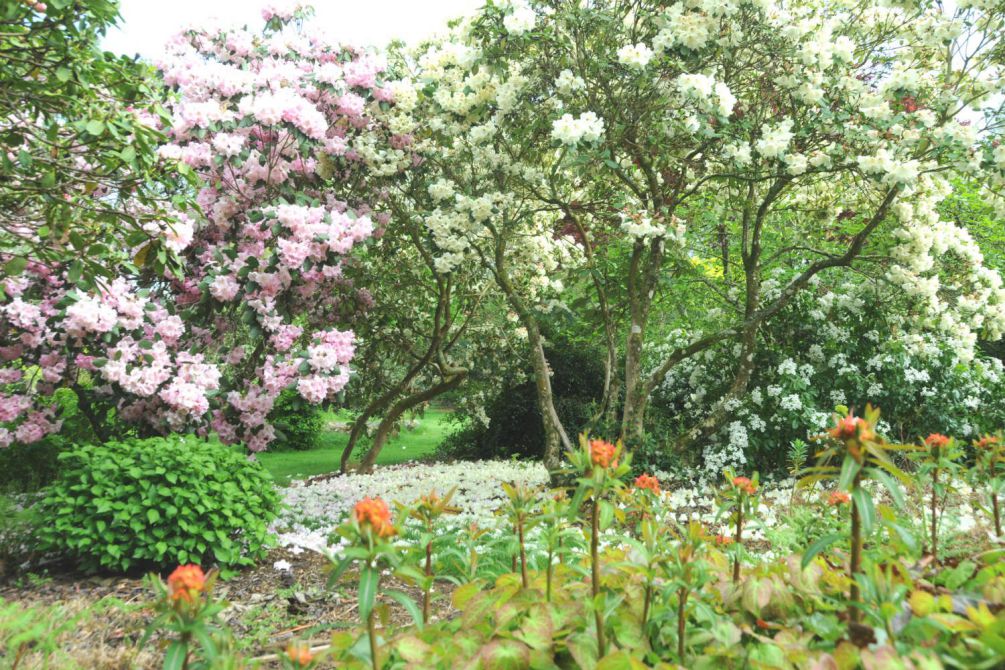 Rhododendron-en-jardin-DSC_9662