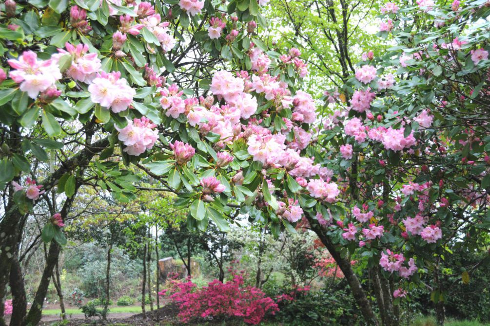 Rhododendron-en-jardin