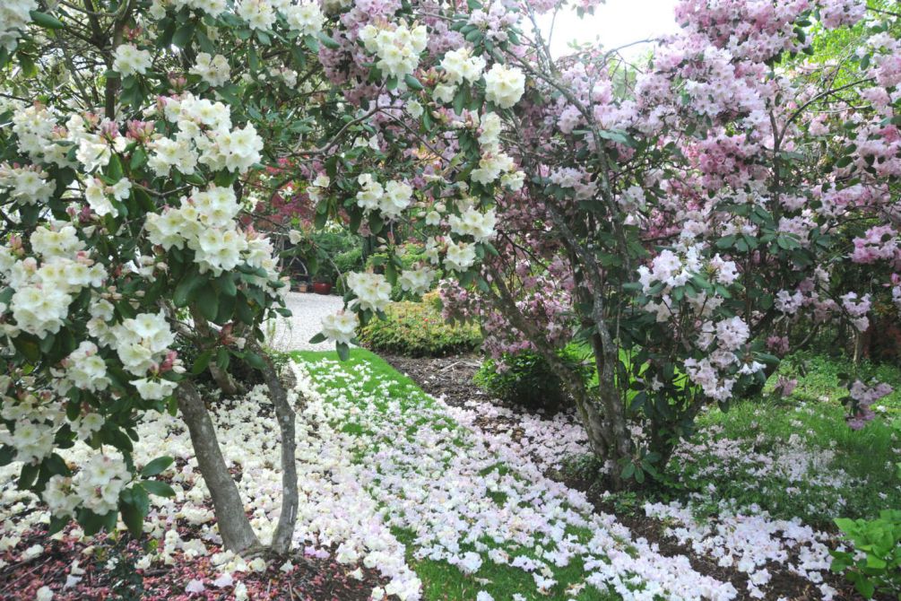 Rhododendron-en-jardin2
