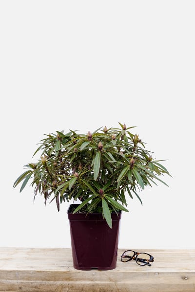 Rhododendron-graziella-pot-de-5-litres-imfg-mars-18-226