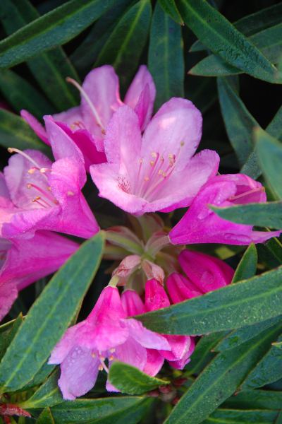 Rhododendron-pontique-Graziella