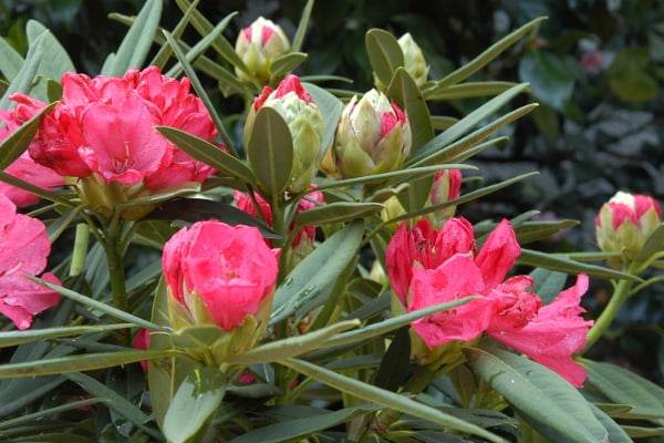 Rhododendron_Ana