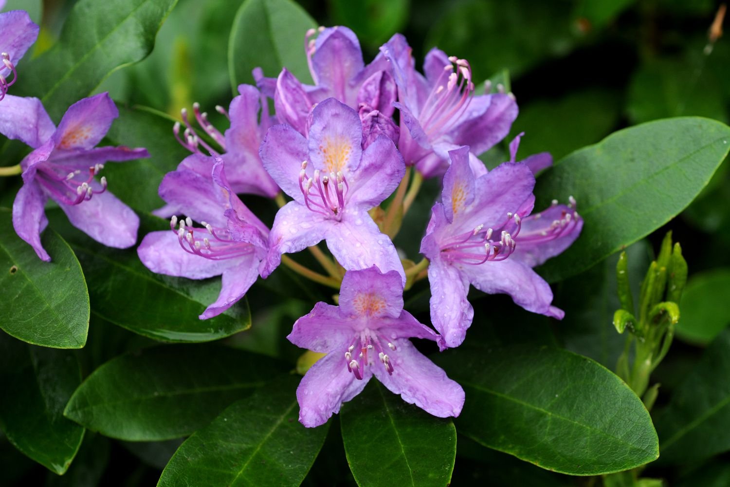 Rhododendron_Pontique