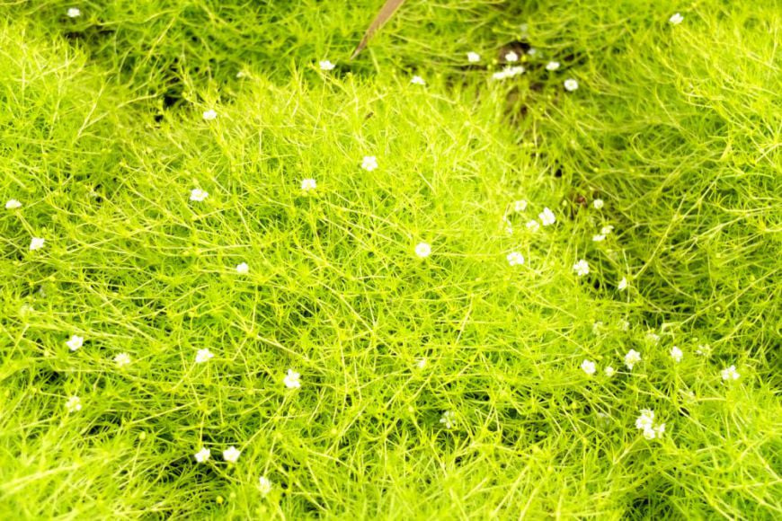 Sagine-Subulata-Lime-Moss