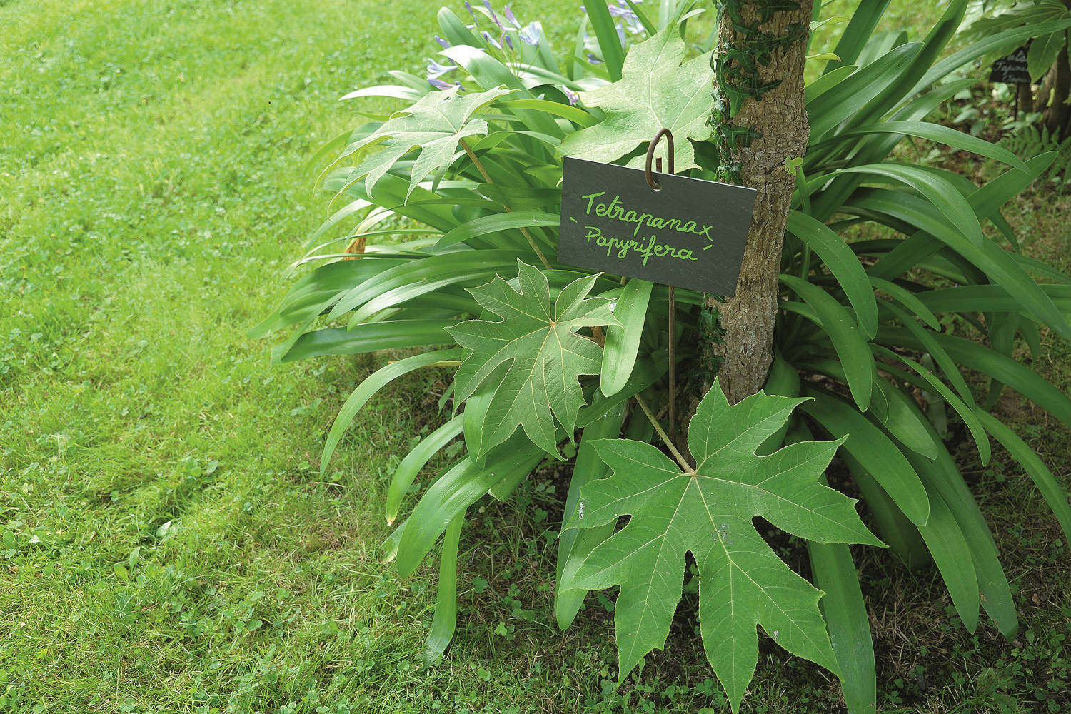 Tetrapanax-ardoise-7576