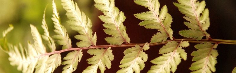 athyrium