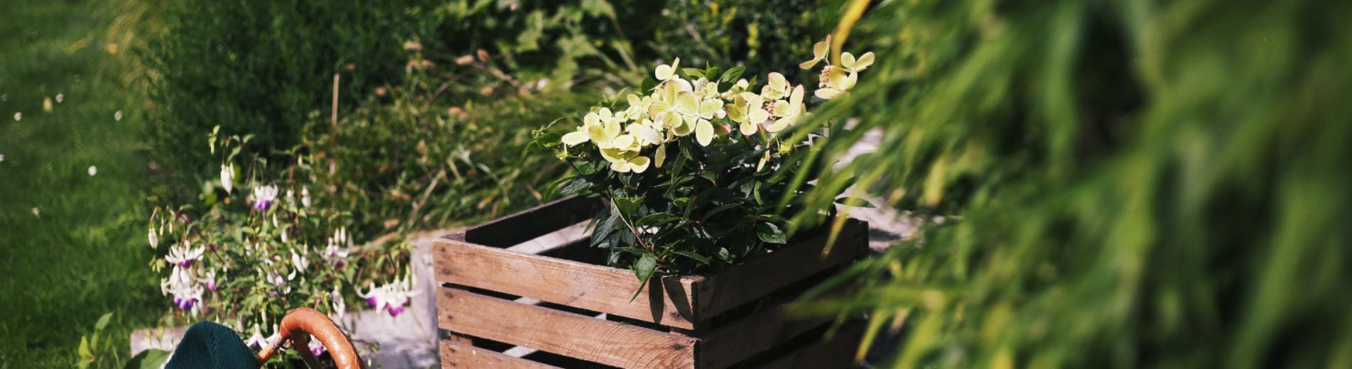 bandeau tout sur hortensia