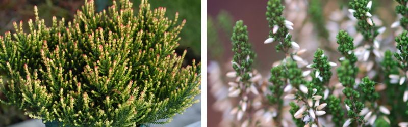 calluna vulgaris