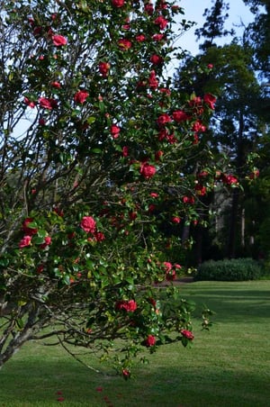 camelliatakanini