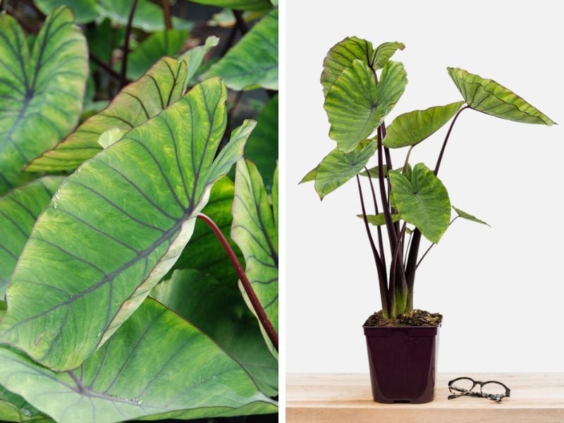 colocasia blue hawai